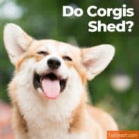 Do Corgis Shed?