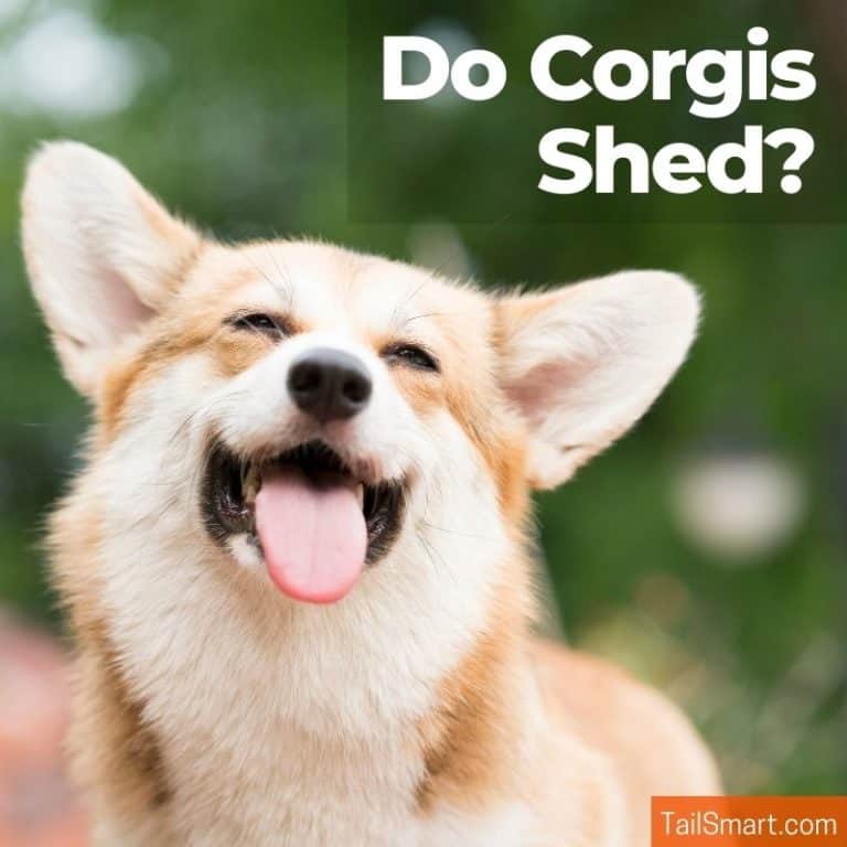 Do Shed? Let’s manage that fur!