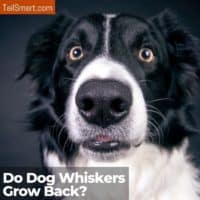 Do dog whiskers grow back?