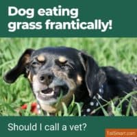 Dog eating grass frantically!
