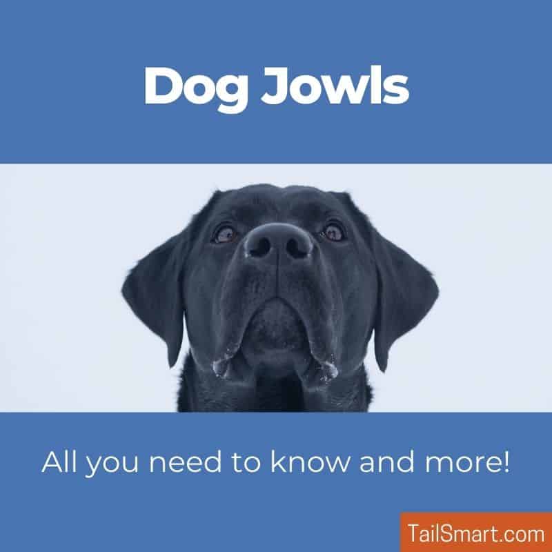 Dog Jowls - All you need to know and more!