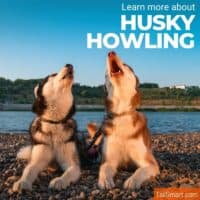 Huskies howling