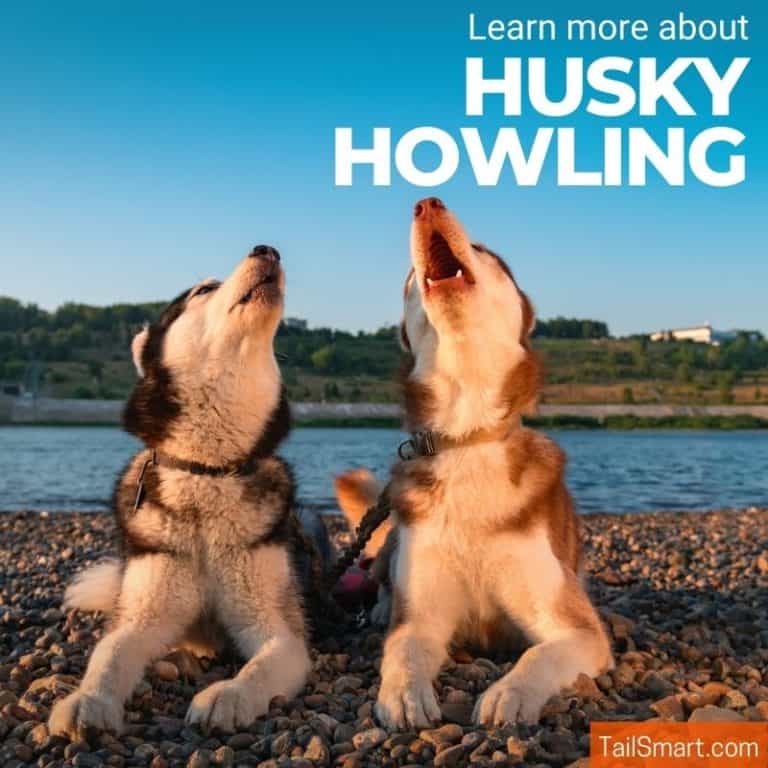 Husky Howling Let’s learn more!