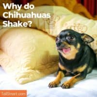 Why do Chihuahuas Shake?