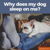 Why does my dog sleep or lay on me?