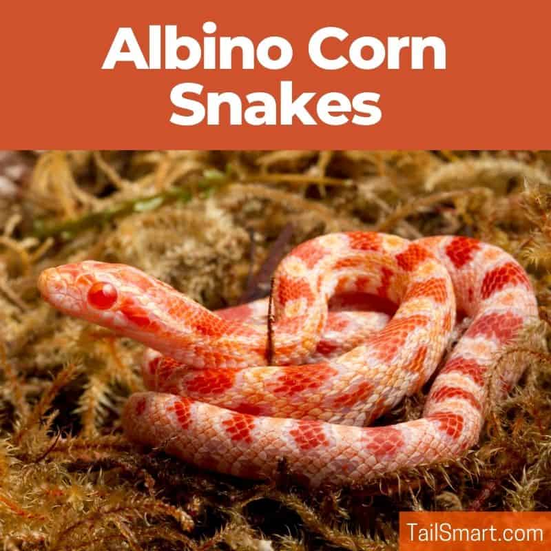 Albino corn snake