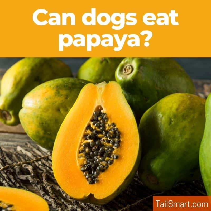 Can dogs eat papaya?