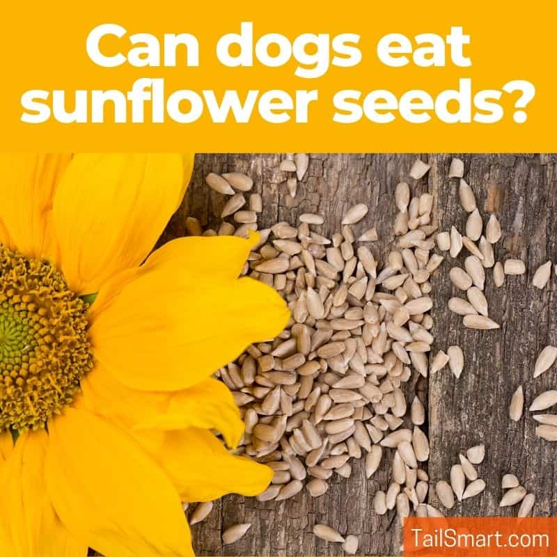 Can dogs eat sunflower seeds?