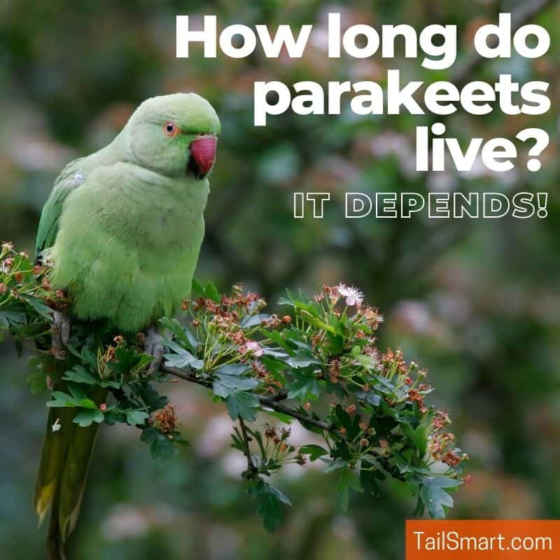 Rose-ringed parakeet (Psittacula krameri), female feeding