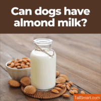 Can dogs have almond milk?